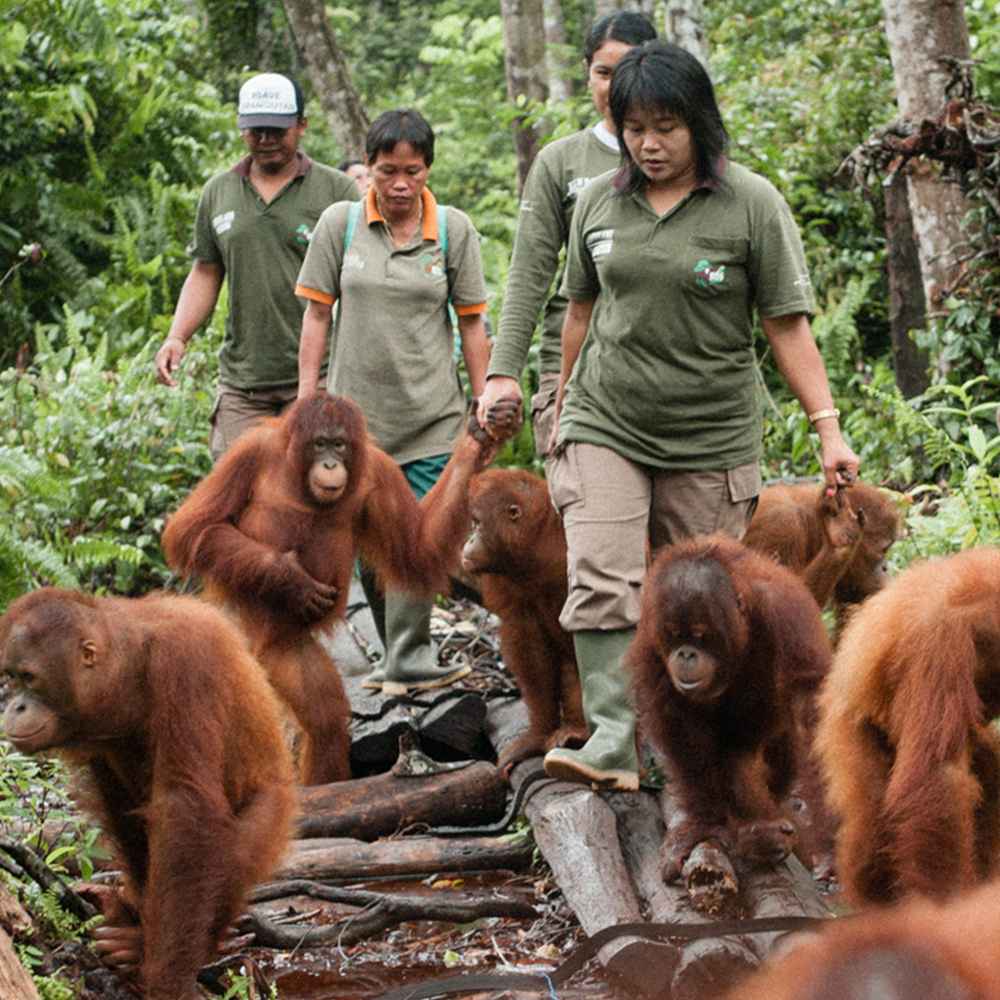 Borneo Orangutan Survival Foundation | Brand Of The Year Survey